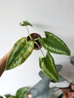 Schismatoglottis Wallichii Variegated #1