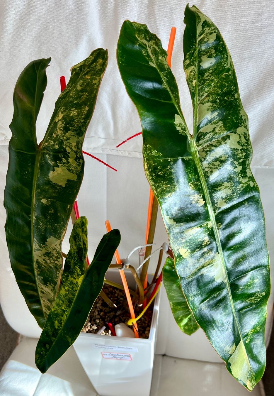 Piante & sementi: Philodendron Billietiae variegated – Usato da Zofingen venduto da Erfolg1957 5