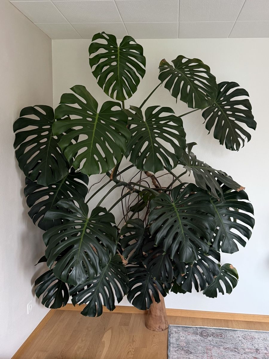 Pflanzen & Samen: Monstera sehr gross – Gebraucht aus Zürich von sariella