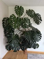 Monstera sehr gross
