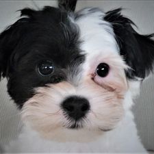 Profile image of momotimo