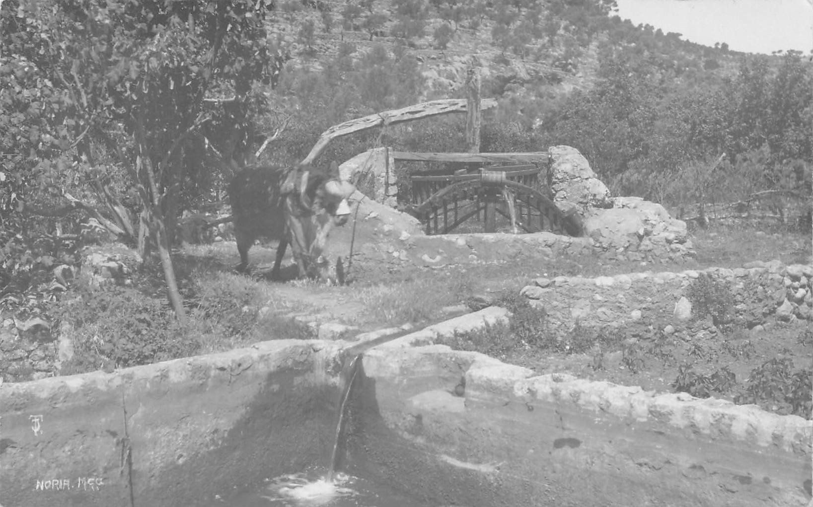 Cartoline postali: Stier beim Wasser hochpumpen – Usato da Ottikon b.Kemptth. venduto da Neptun1974