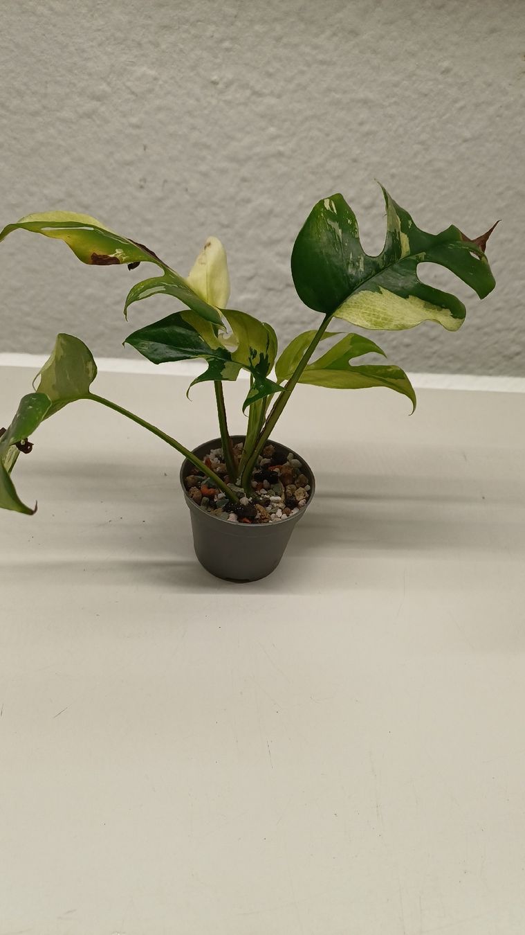 Piante & sementi: Monstera Minima  – Usato da Bern venduto da uwi_8t7x