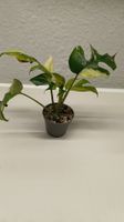 Monstera Minima 