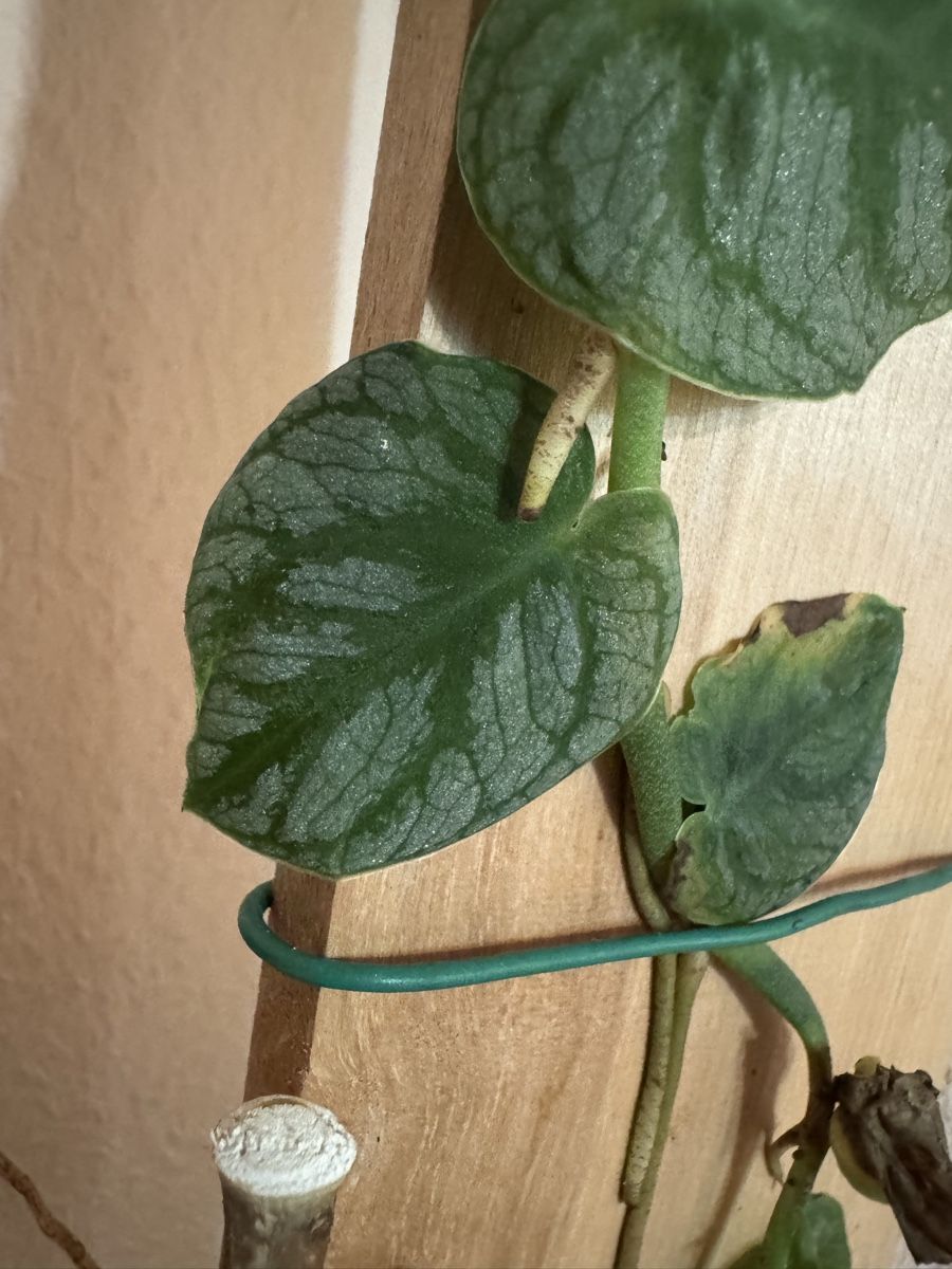 Plantes & graines: Monstera Dubia – D'occasion à Männedorf par mrclst 2