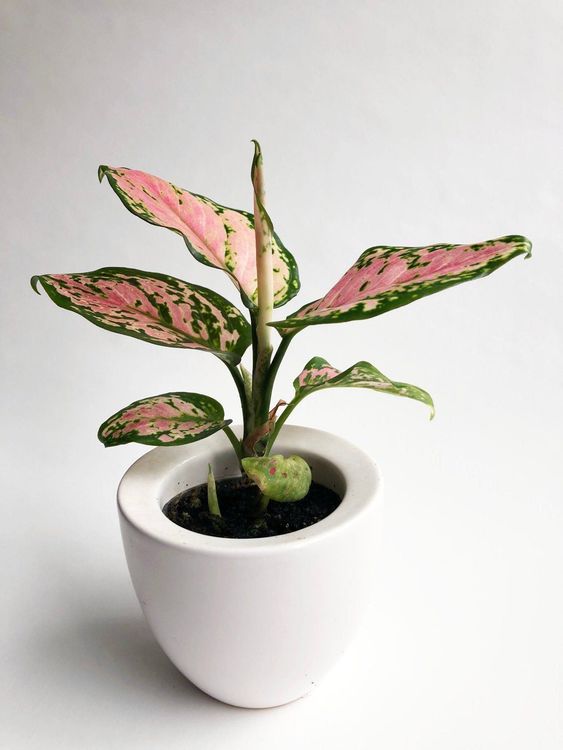 Aglaonema "Pink Princess", Kolbenfaden Kaufen auf Ricardo