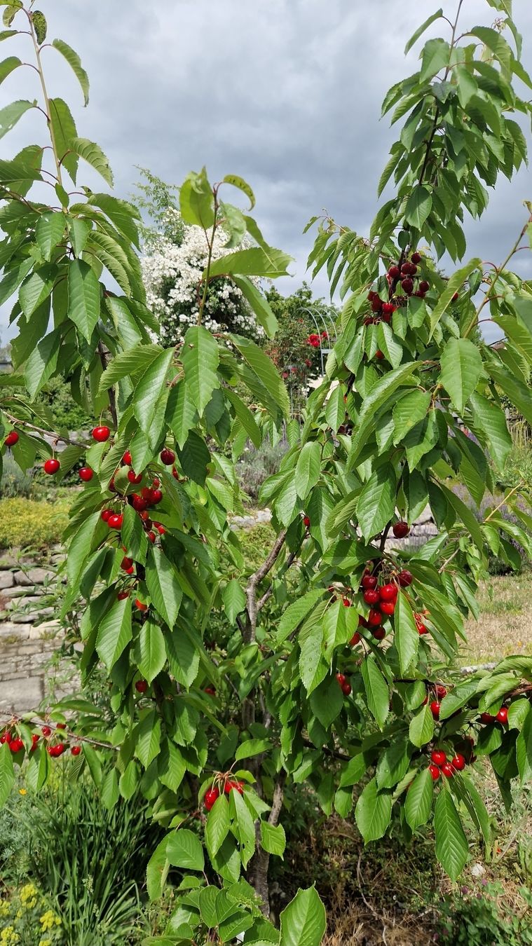 Plantes & graines: Kirschbaum (Süsskirsche) – D'occasion à Thayngen par Misanthrop01
