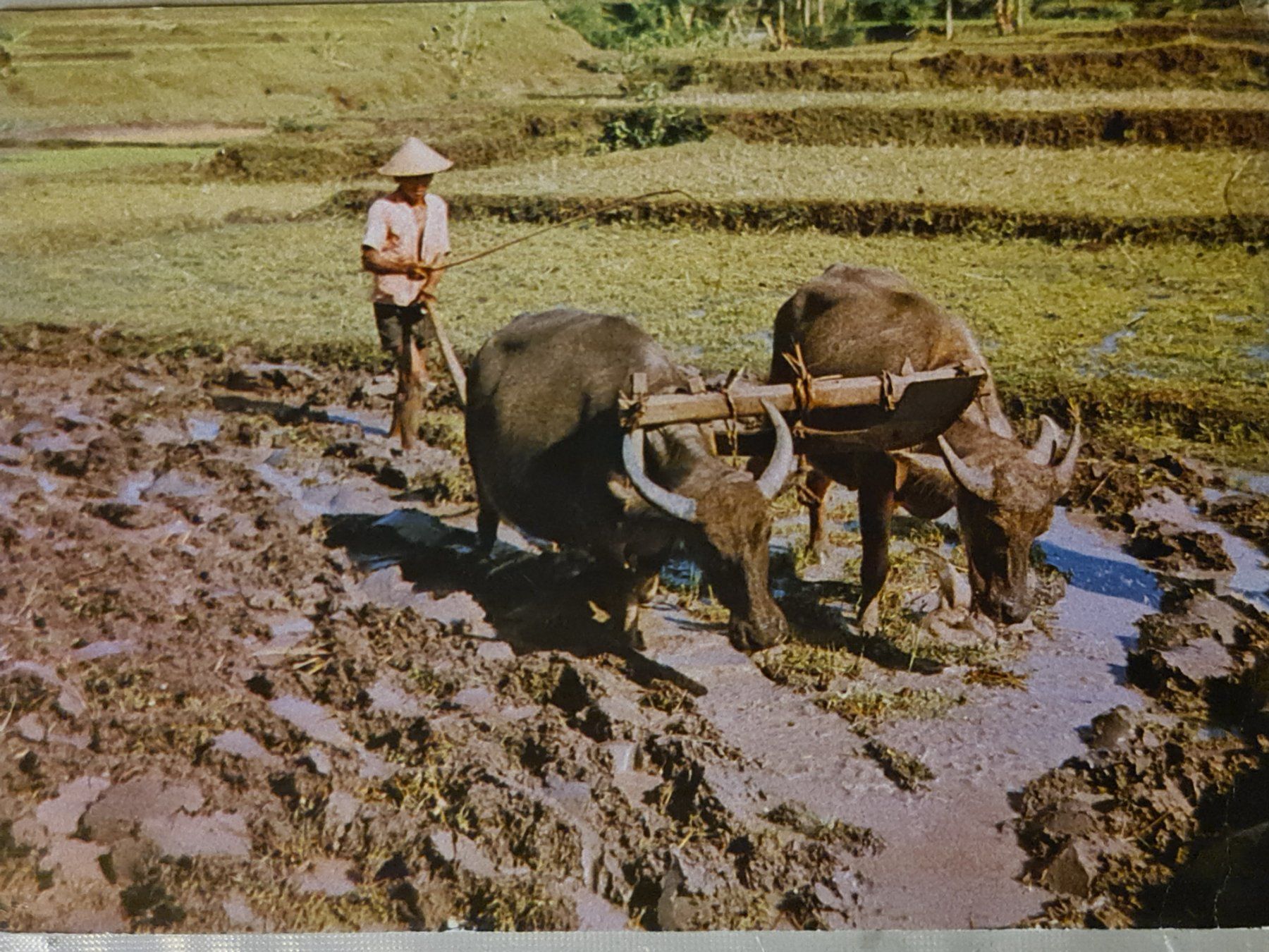 Ansichtskarten: Ansichtskarte Indonesien – Gebraucht aus Dintikon von Vexi