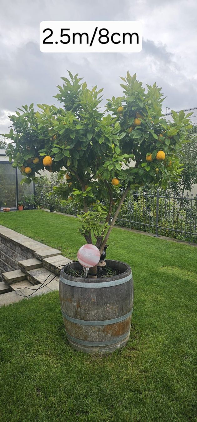 Piante & sementi: Orangenbaum inklusive Eichenfass – Usato da Oeschgen venduto da pony77