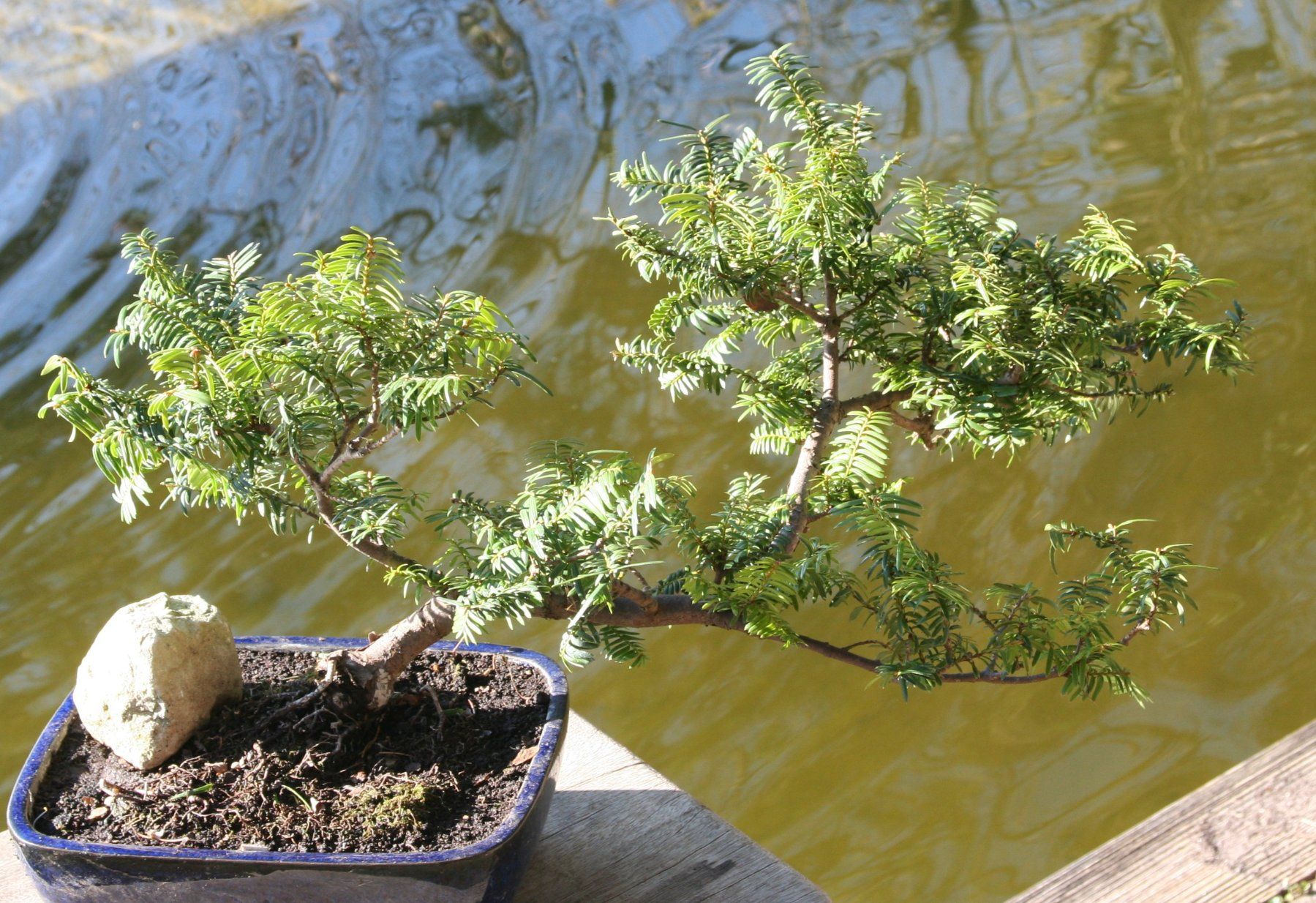 Piante & sementi: BONSAI  -  Europäische Eibe – Usato da Gretzenbach venduto da Sikim 2