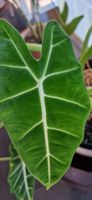 🤩Alocasia Frydek Rhizom 
