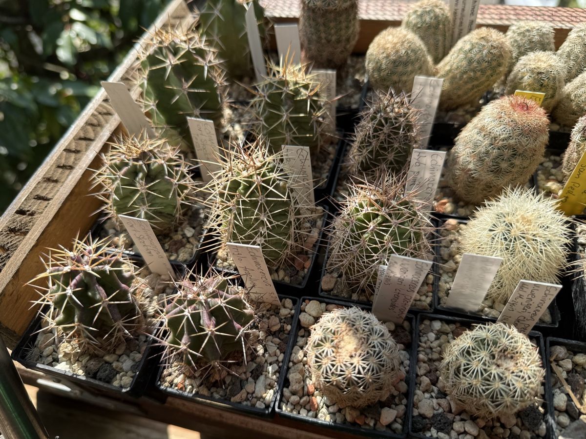 Piante & sementi: Echinocereus x lloydii – Usato da Rorbas venduto da SimS0n 1
