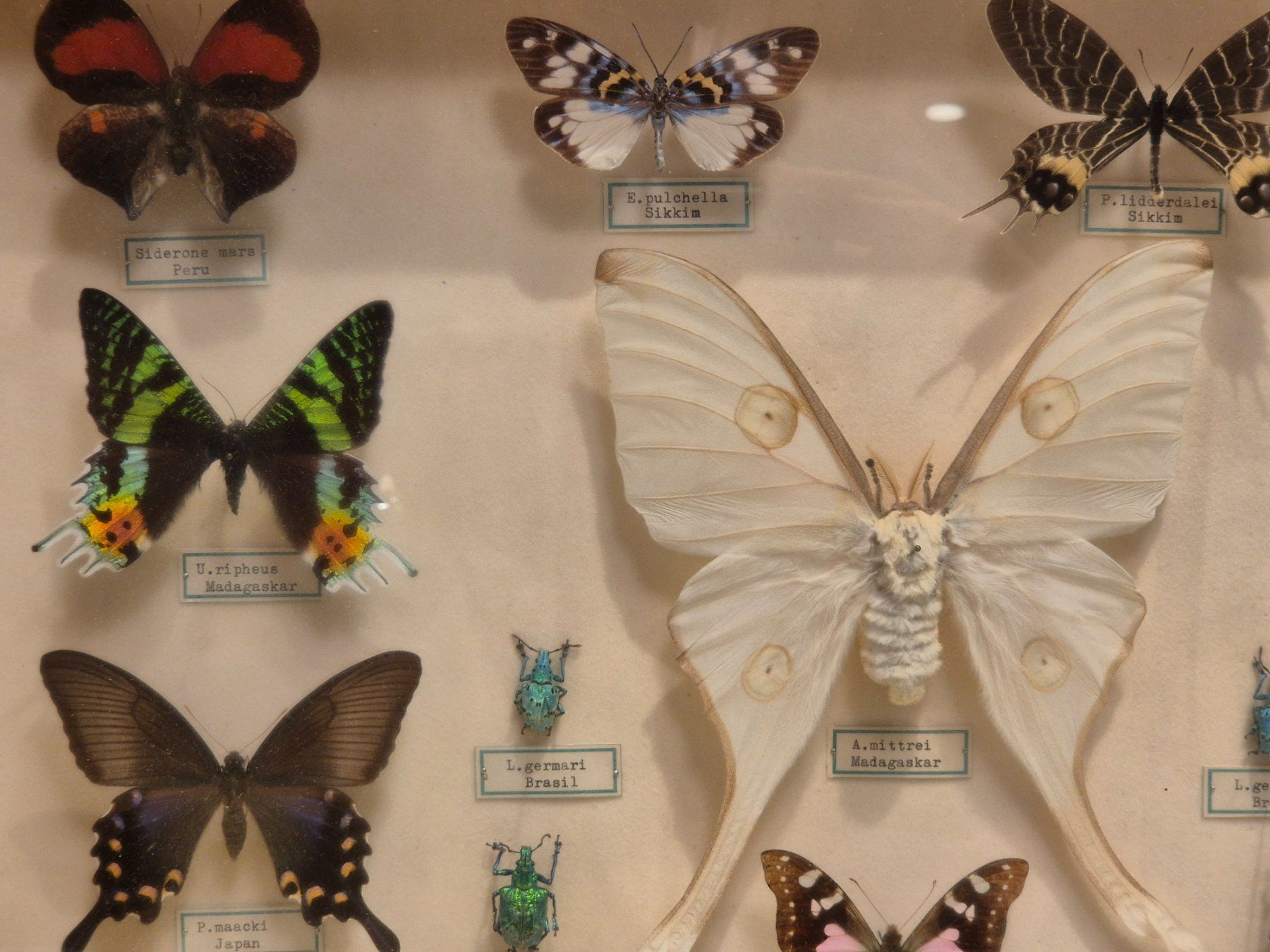 Il mondo degli animali: Holzvitrine mit Schmetterlingen – Usato da Nidau venduto da Le_Morgy 1
