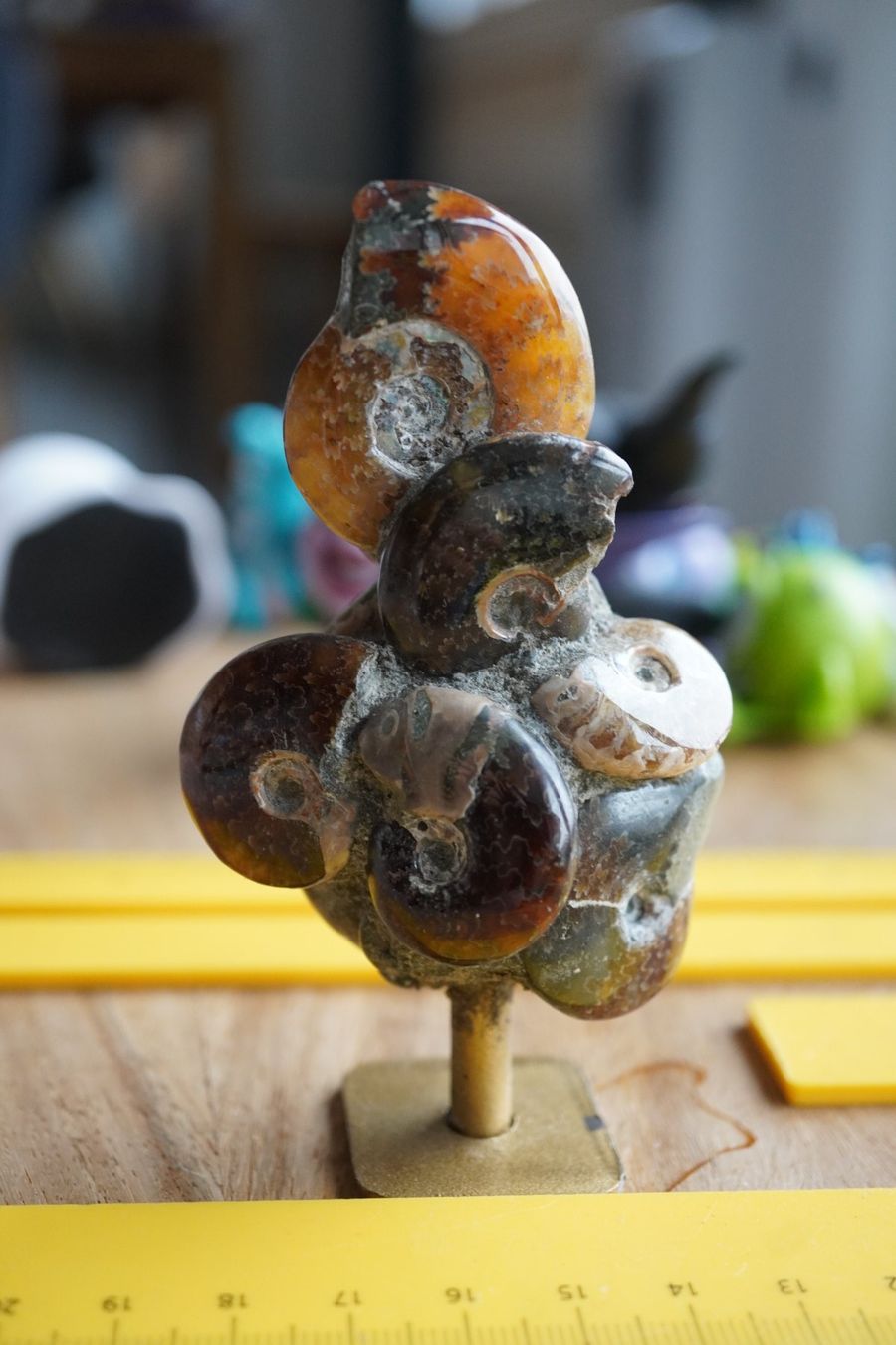 Fossili: Ammonit Cluster Figur   10cm  x 5cm – Nuovo e nell'imballaggio originale da Eschenbach SG venduto da topstone 5