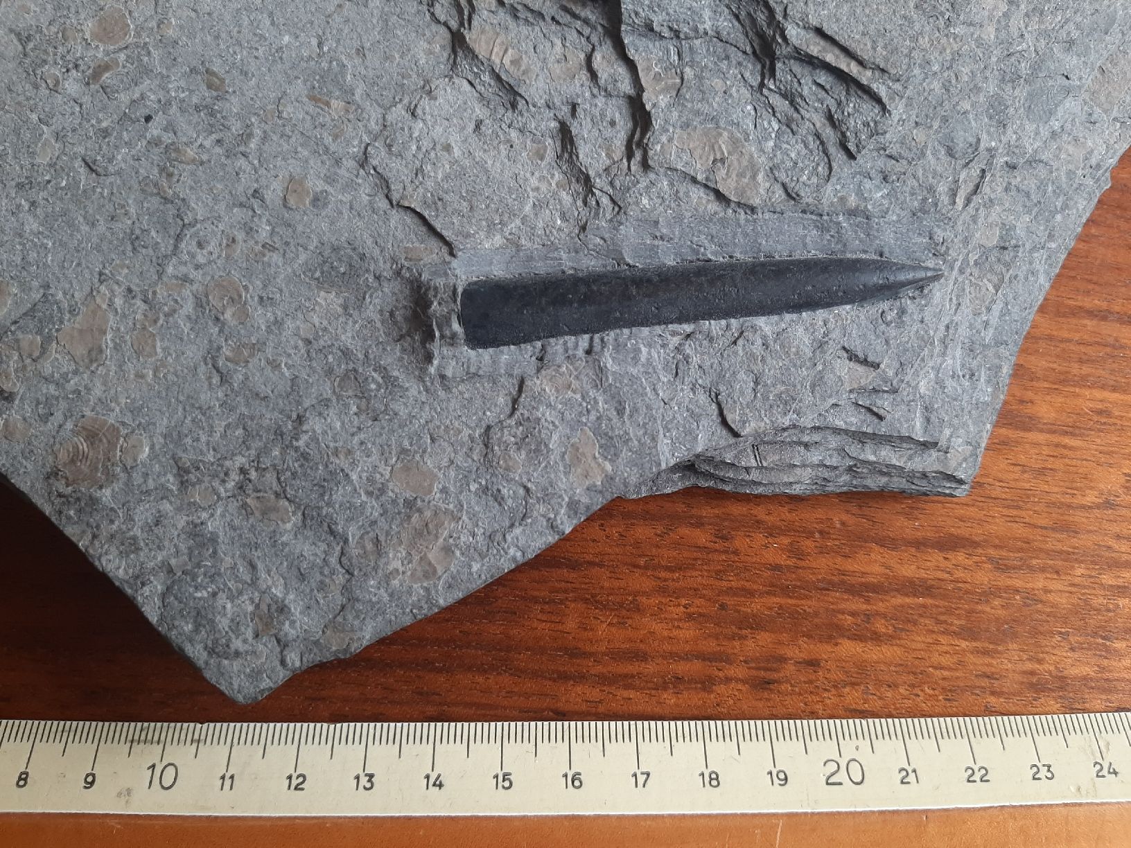 Fossili: Fossil Belemnit Süddeutschland – Usato da Rickenbach BL venduto da Oktober68
