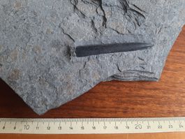 Fossil Belemnit Süddeutschland