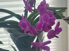 Schöne Orchidee in Blüte, vollsonnig und prächtig 🌸💐