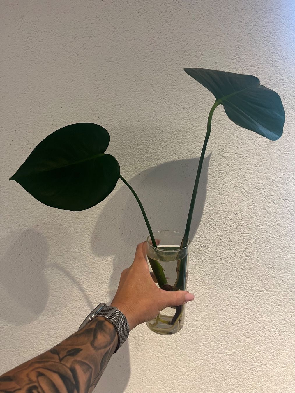 Piante & sementi: Monstera Deliciosa Ableger – Usato da Gebenstorf venduto da Shine_088 1