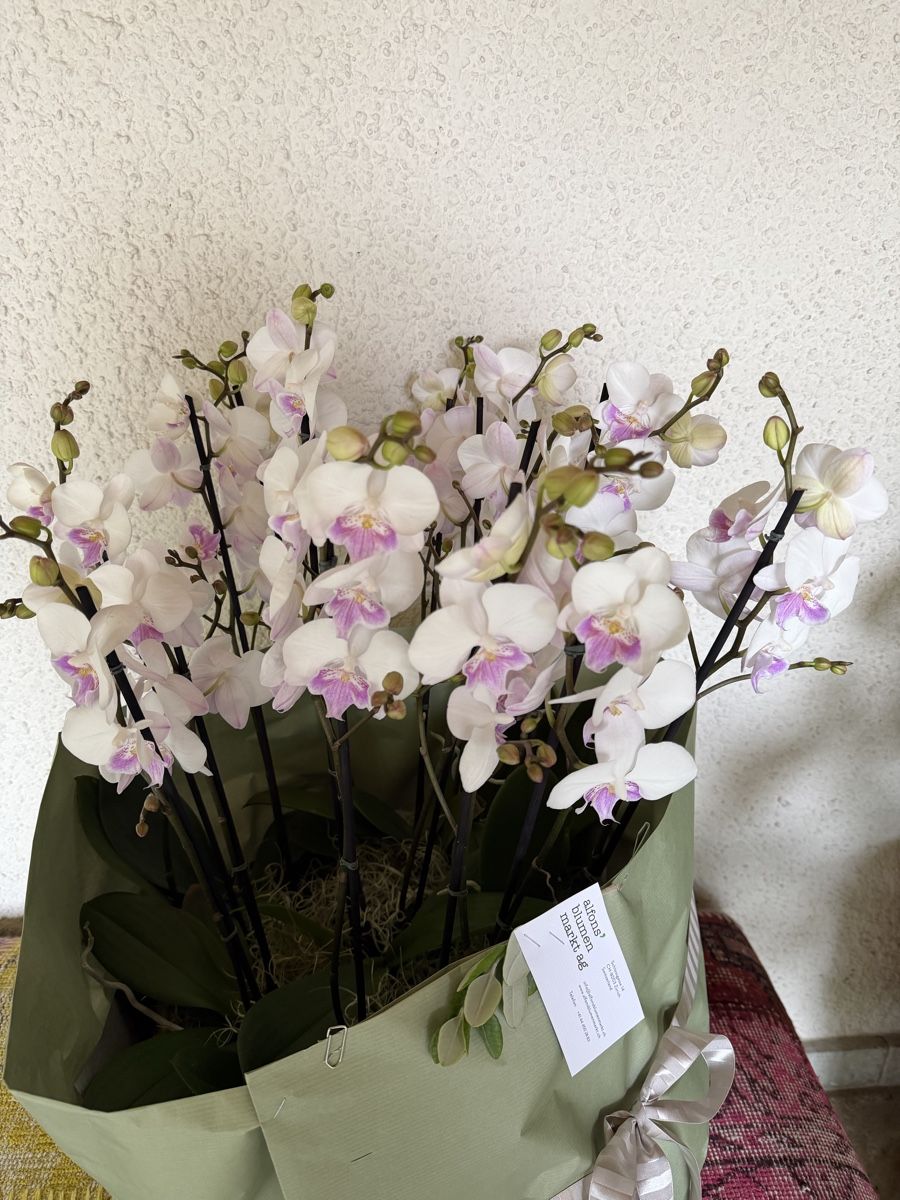 Piante & sementi: 14 Orchideen im Korb Topf – Nuovo e nell'imballaggio originale da Küsnacht ZH venduto da lyd_8mmf