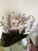 14 Orchideen im Korb Topf