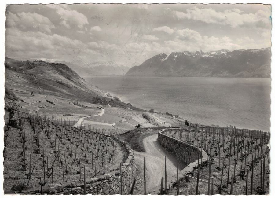 Cartoline postali: Vignoble de Lavaux, circulée 1953 – Usato da Frauenfeld venduto da POML