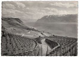 Vignoble de Lavaux, circulée 1953