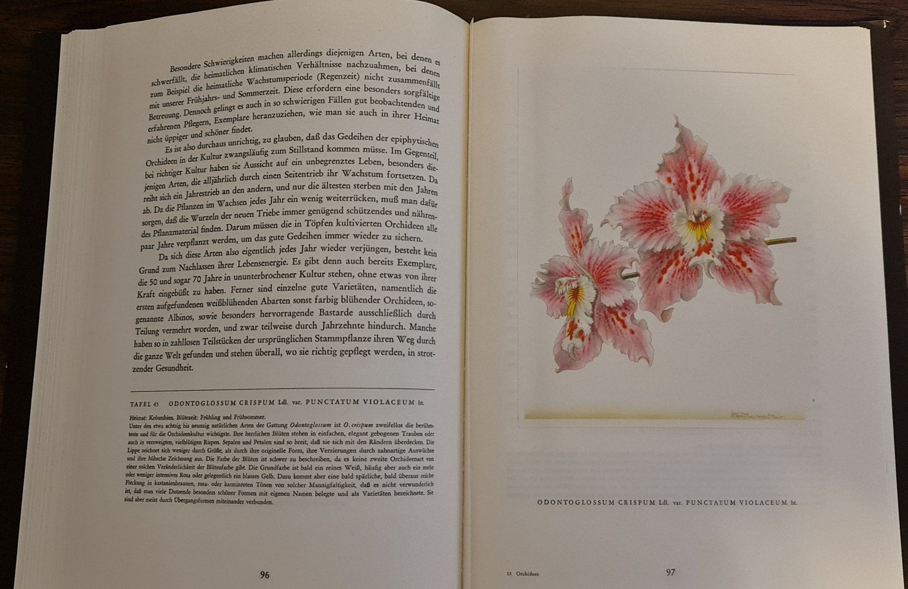 Libri: Orchideen Buch – Usato da Baden venduto da swiss-alps 7