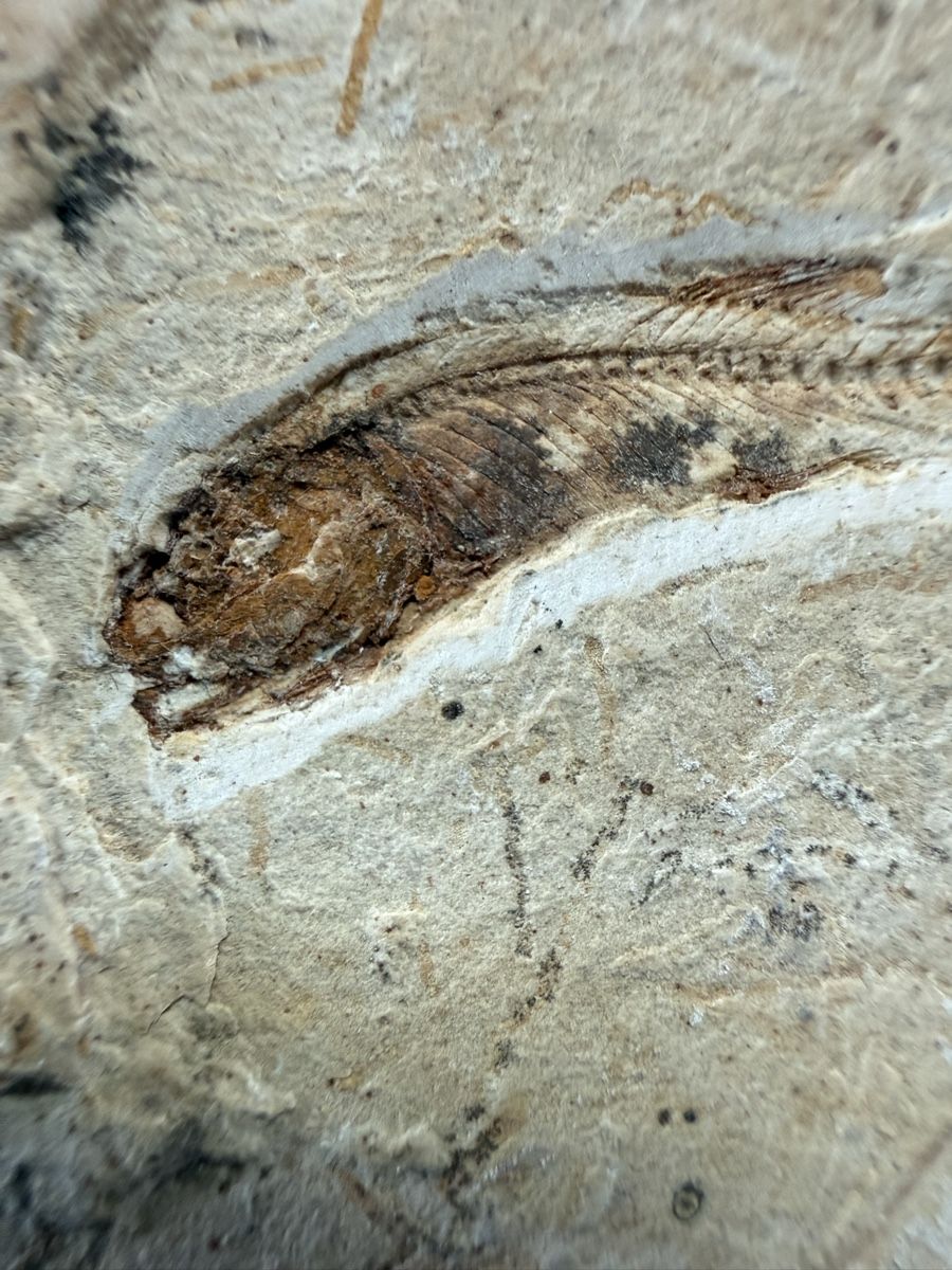 Fossili: Fossiler Fisch – Usato da Grenchen venduto da Bastet007 1