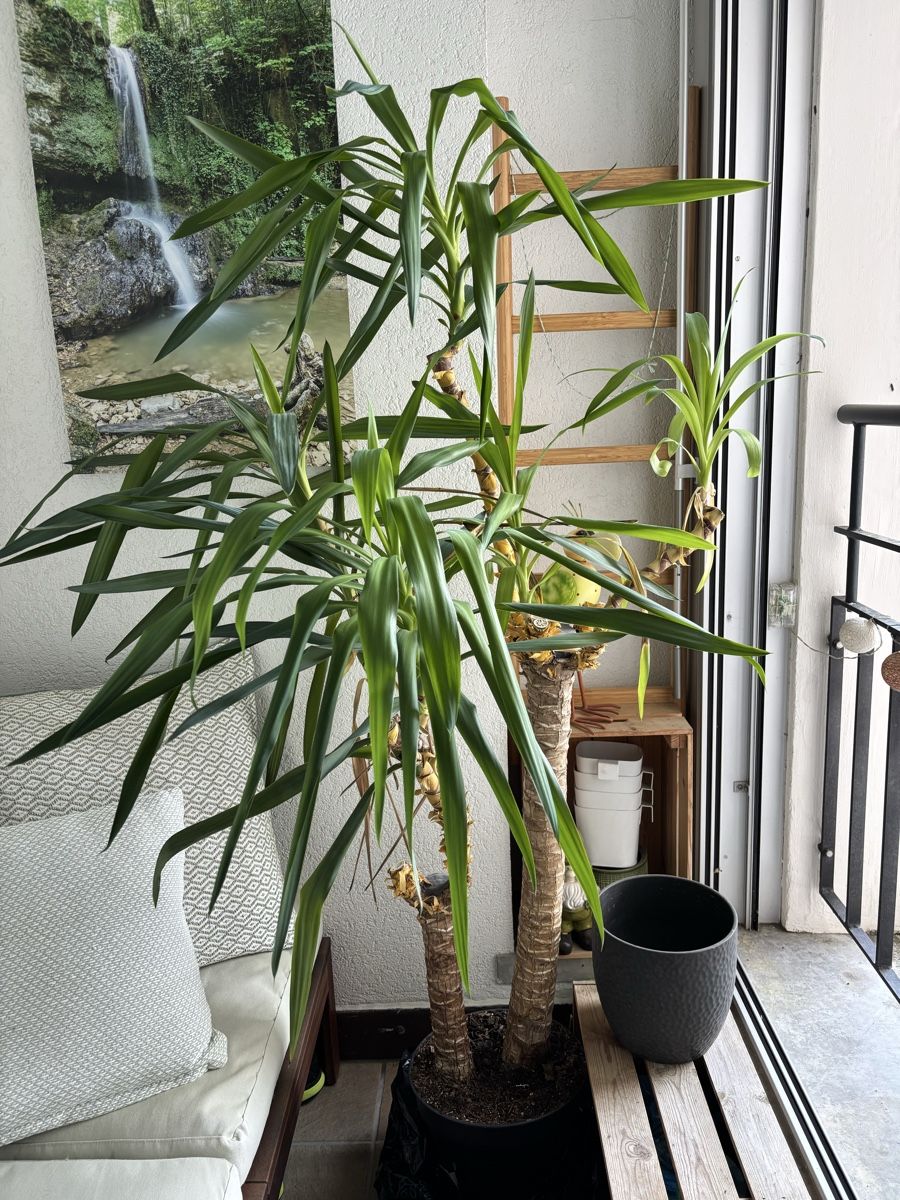 Piante & sementi: Yucca Palme, ca. 170cm – Usato da Brugg AG venduto da franky_100