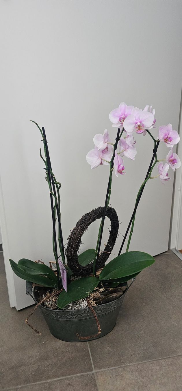 Piante & sementi: Orchidee Phalaenopsis.. – Usato da Rorschach venduto da Eni_f96b
