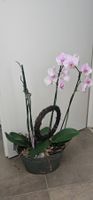 Orchidee Phalaenopsis..