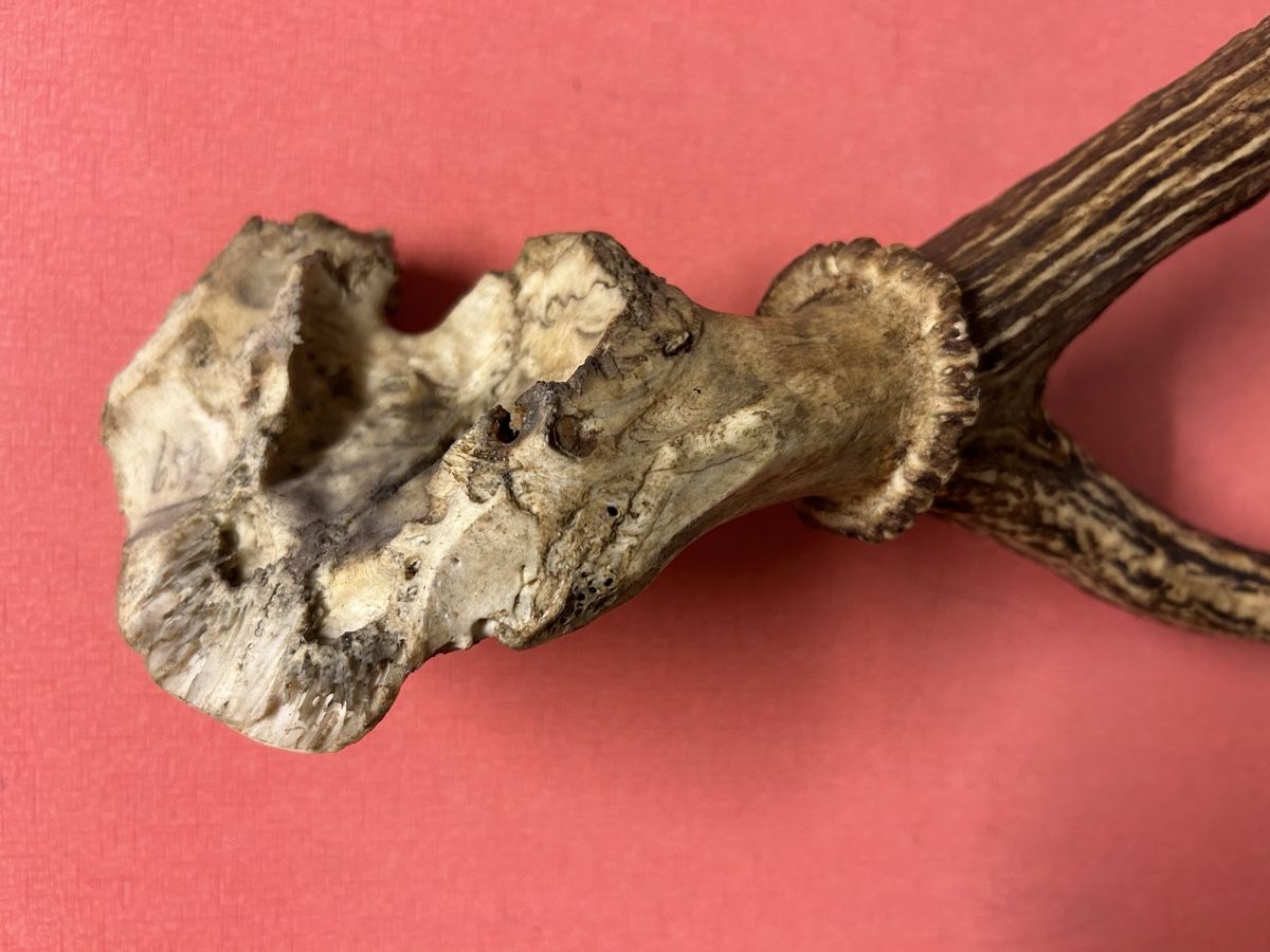 Il mondo degli animali: Geweih Hirsch oder Rehe ca. 55 cm L. guter Zustand – Usato da Lanzenhäusern venduto da vic63 1