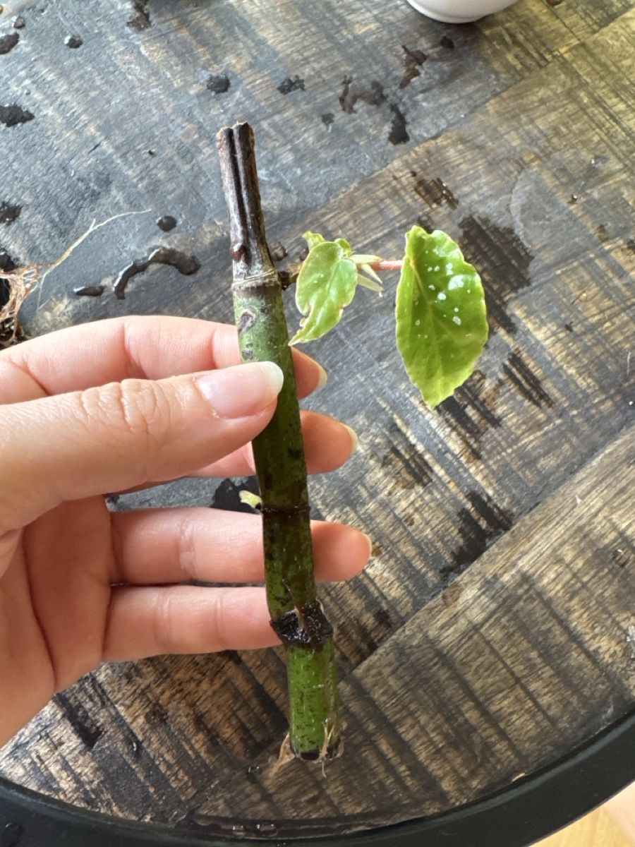 Piante & sementi: Begonia Maculata Ableger – Usato da Villnachern venduto da Lommy