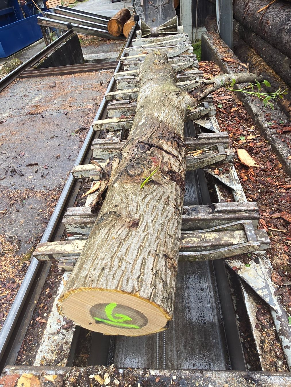 Articoli in legno: Nussbaumstamm Nr.6 – Nuovo (secondo la descrizione) da Ramsei venduto da Waelchris