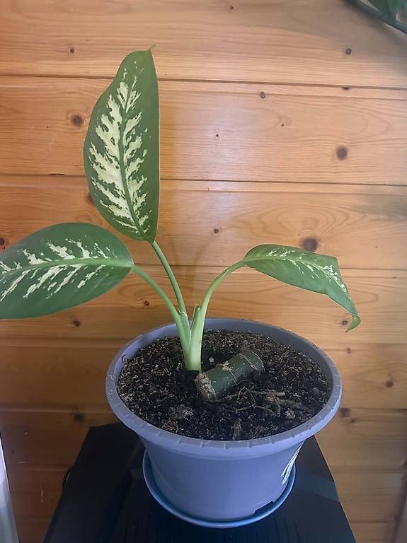 Piante & sementi: Plante vigoureuse deco – Usato da torgon venduto da gucci39