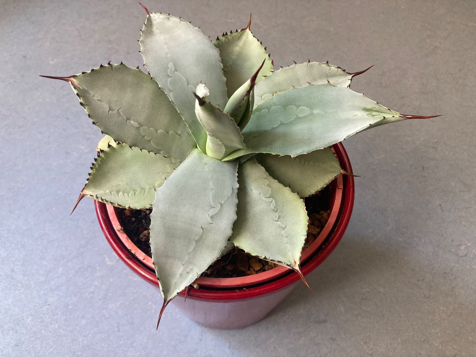 Piante & sementi: Agave pygmaea 'Dragon Toes', Jungpflanze – Nuovo (secondo la descrizione) da Winterthur venduto da greenspell