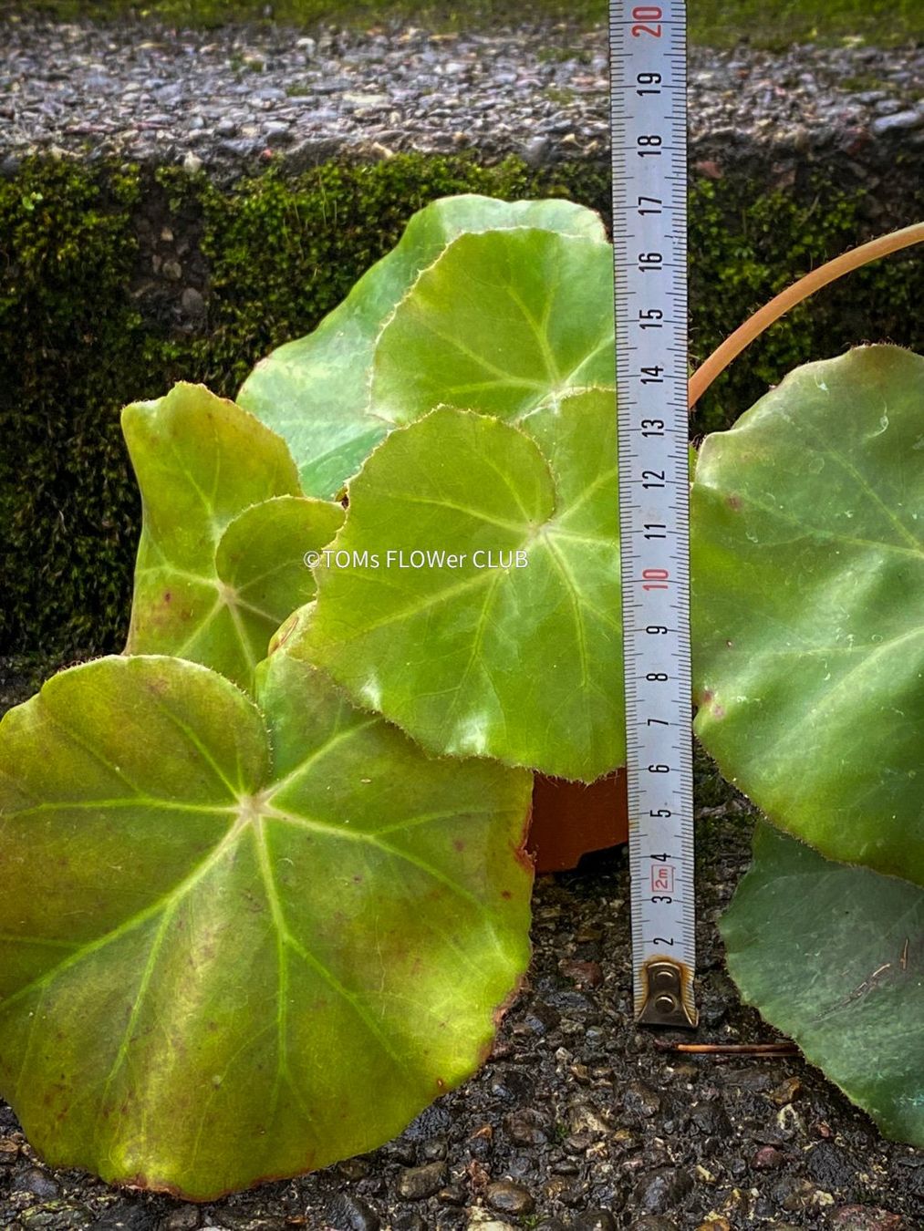 Piante & sementi: Begonia Erythrophylla - Beefsteak Begonia – Nuovo e nell'imballaggio originale da Adliswil venduto da astom369 2
