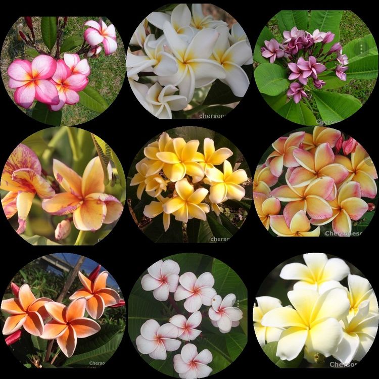 Frangipani / Plumeria Samen-Mix (Gebraucht) in St.Erhard für CHF 9 ...