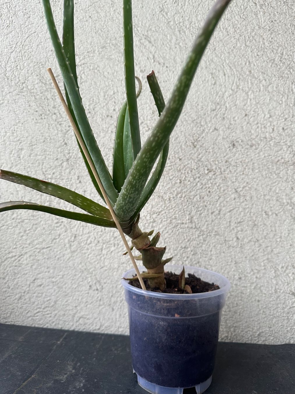 Plantes & graines: Aloe Vera – D'occasion à Zürich par ong8