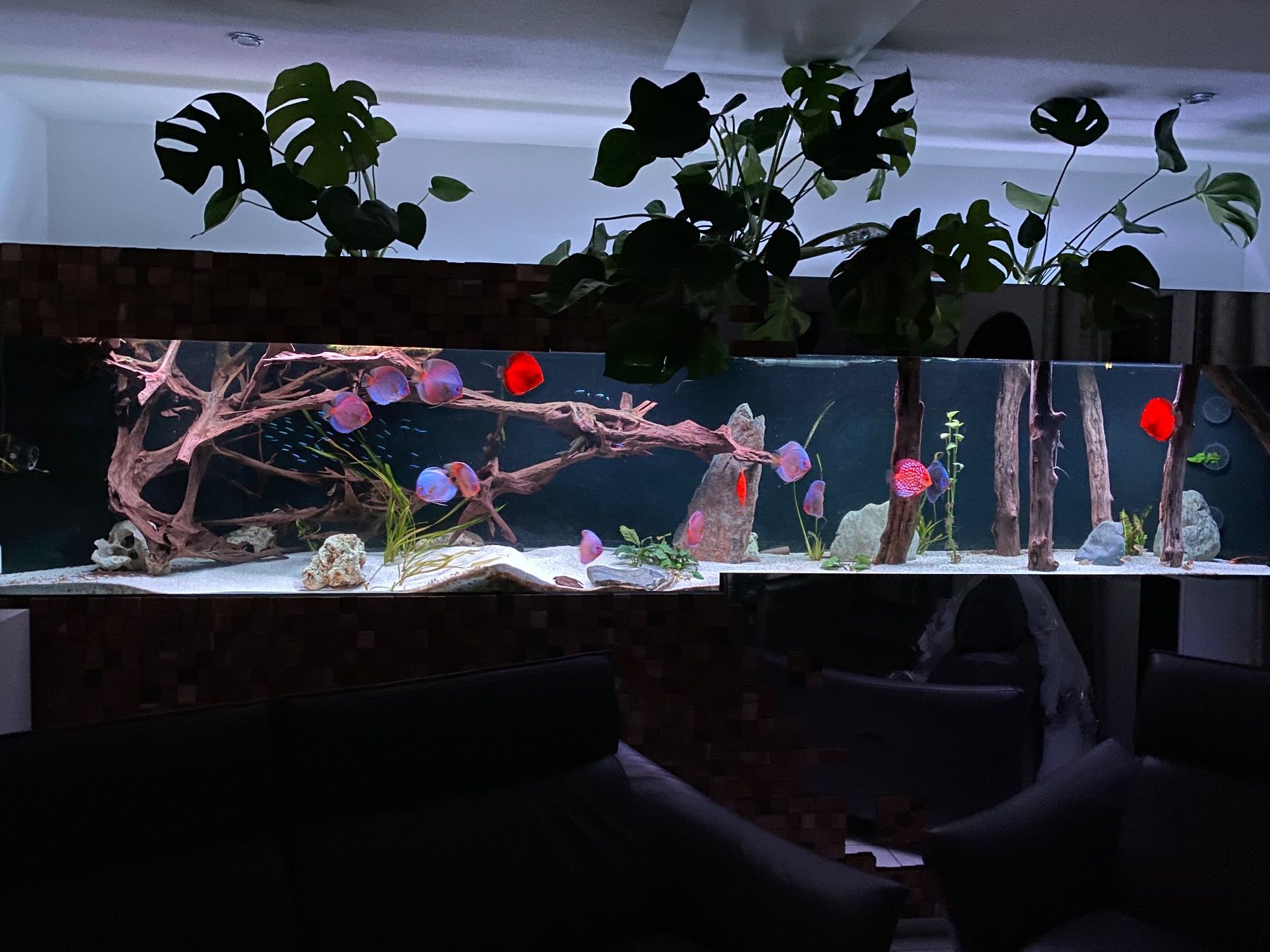 Acquari: Gross Aquarium 400x60x80 – Nuovo (secondo la descrizione) da Berikon venduto da fischundart 2