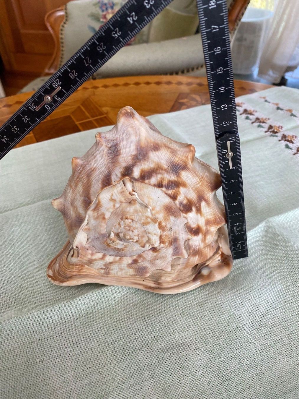 Fossili: Schöne gehörnte Helmschnecke – Usato da Zürich venduto da 2013tg