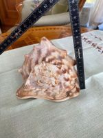 Schöne gehörnte Helmschnecke