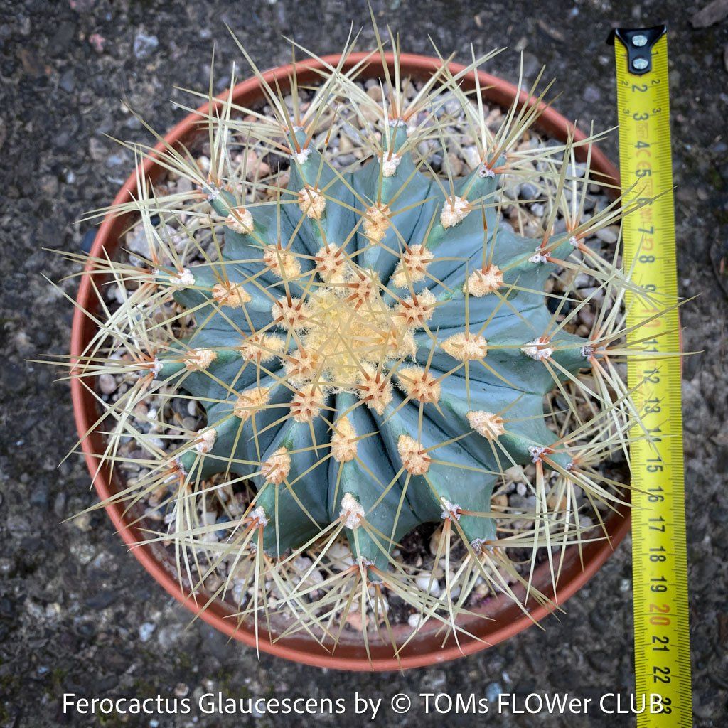 Piante & sementi: Ferocactus Glaucescens - "Blue Barrel Cactus" - einzigartig – Nuovo e nell'imballaggio originale da Adliswil venduto da astom369 8