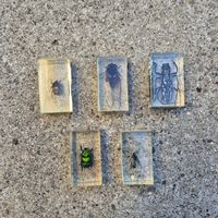 Lot de 5 insectes naturalisés dans la résine 