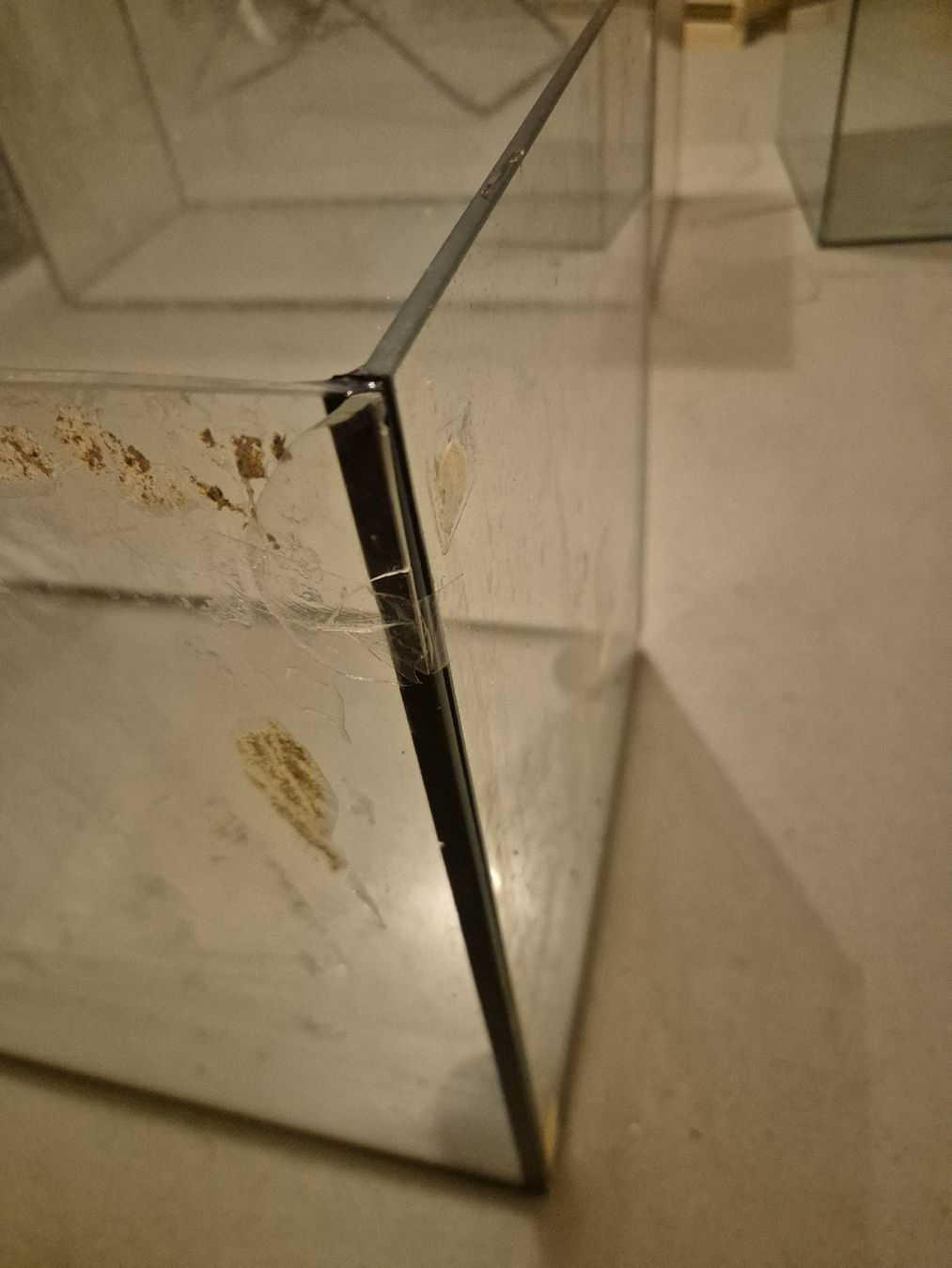Terrario: Glas Terrarium – Usato da Bertschikon Gossau venduto da syd_p8kl 2