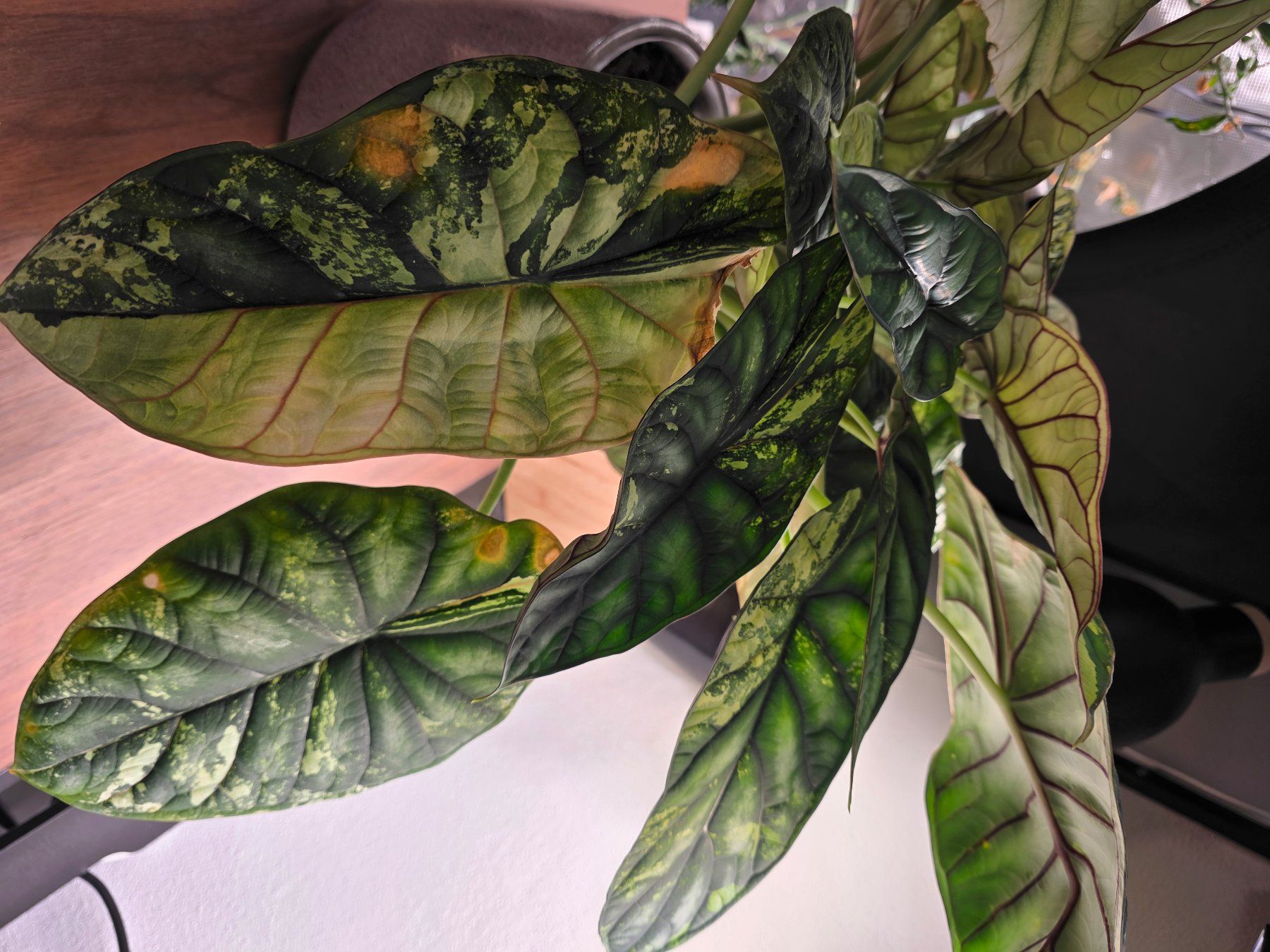 Plantes & graines: Alocasia Dragon scale variegata – D'occasion à Winterthur par jar_w2vp 2
