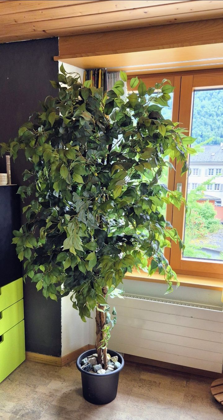 Piante & sementi: Kunstbaum – Nuovo (secondo la descrizione) da näfels venduto da vrenit