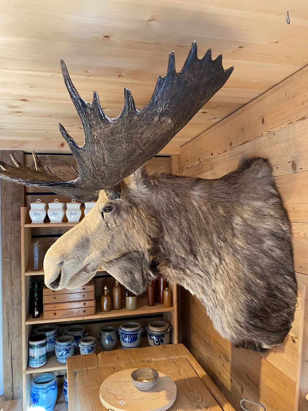 Il mondo degli animali: Elchkopf – Usato da Lenk im Simmental venduto da gwustu 1