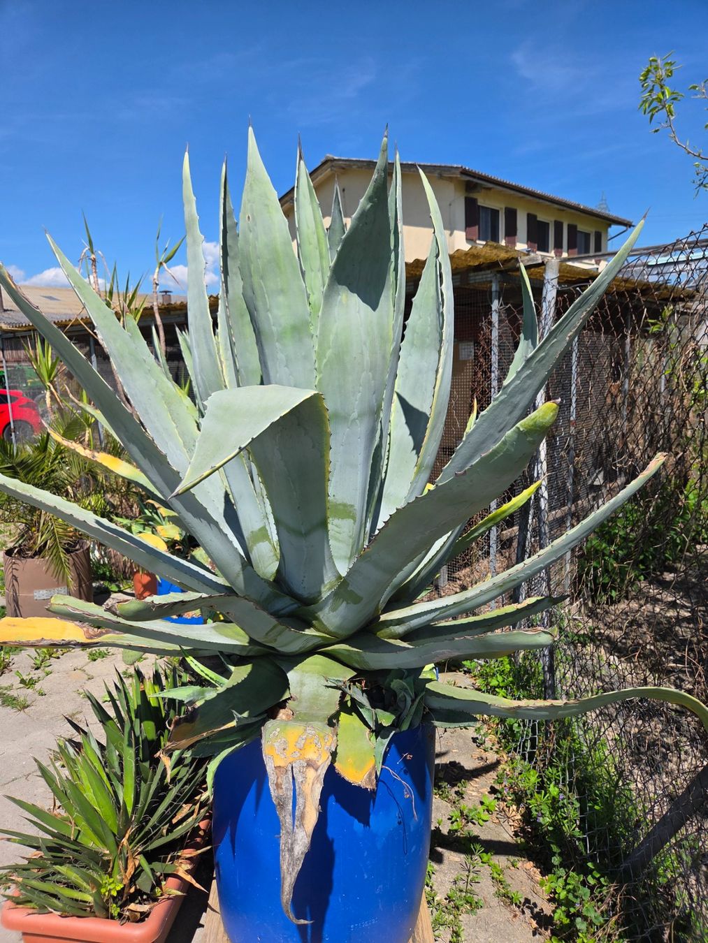 Piante & sementi: Agave Gross – Usato da Walenstadt venduto da orl_c9xv 1