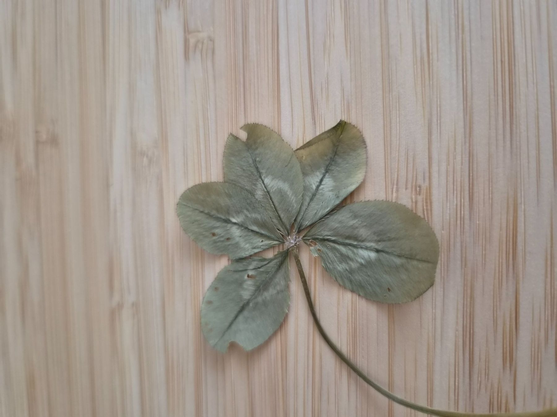 Tutte le decorazioni: Glücks Kleeblatt – Nuovo (secondo la descrizione) da Erstfeld venduto da tan_ddw8 1
